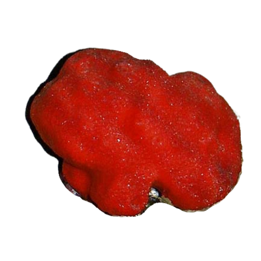 Red Ball Sponge (XL)