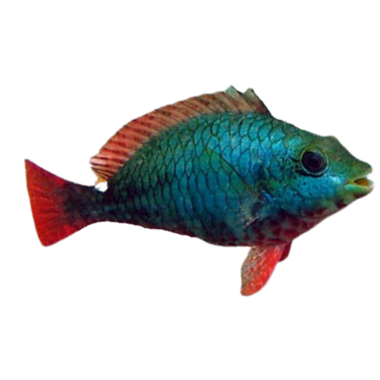 Red Banded Parrotfish (Large 5-8")