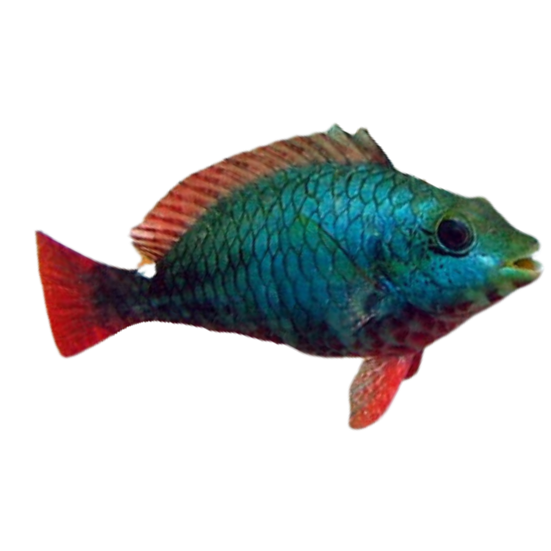 Red Banded Parrotfish (Small 1-3")