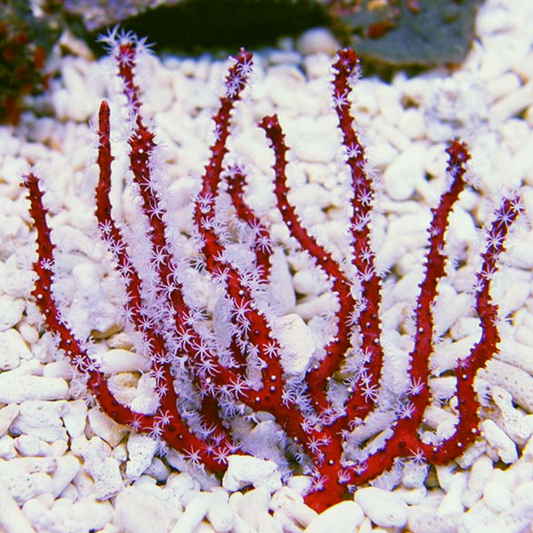 Red Finger Gorgonian (under 10")