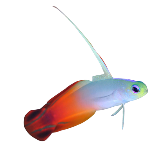 Red Firefish