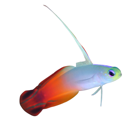 Gobie Fish For Sale – Foxy Saltwater Tropicals