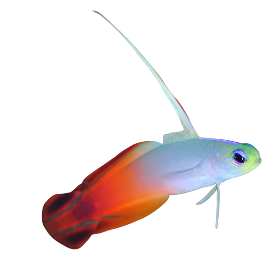 Red Firefish on Sale