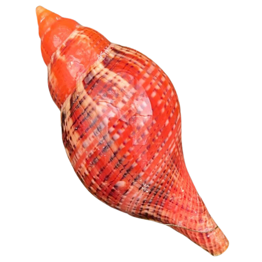 Red Tulip Snail