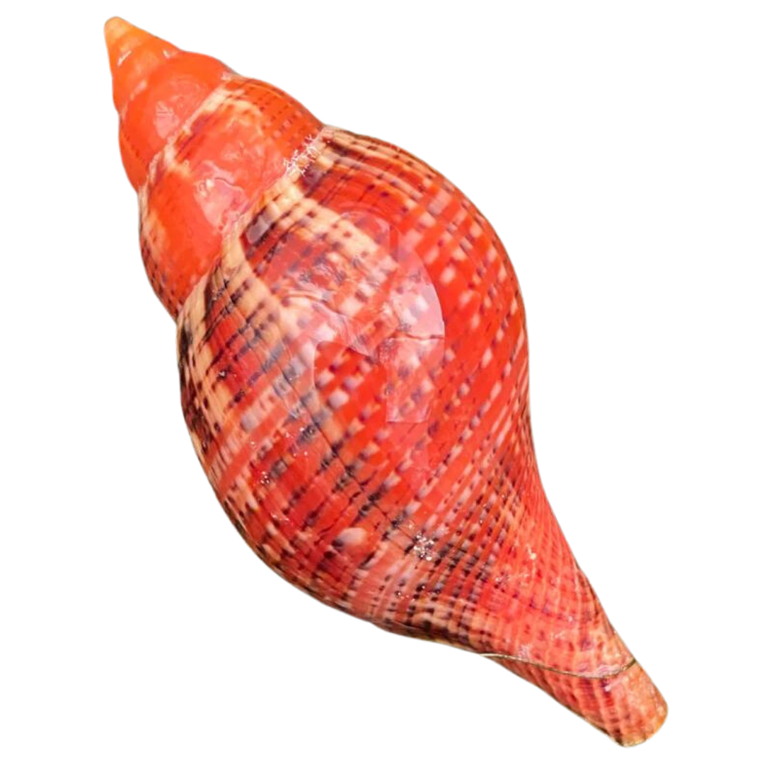 Shop Red Tulip Snail