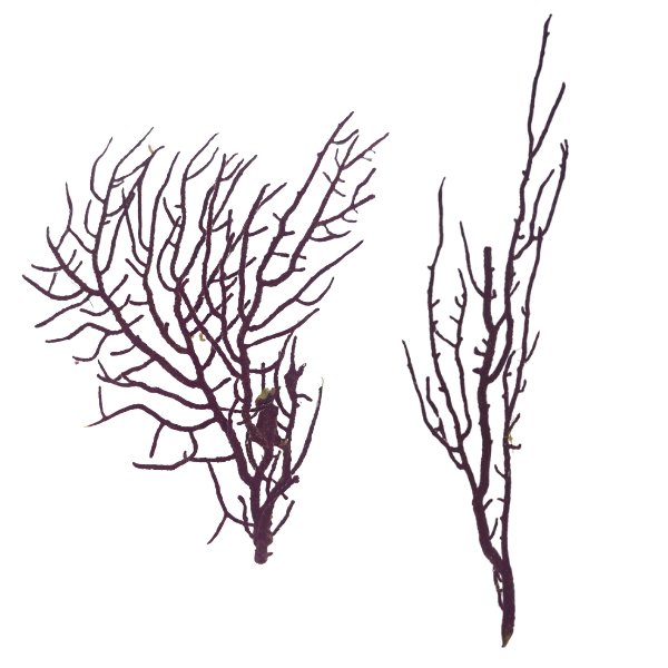 Regal Sea Fan