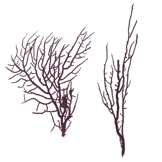 Regal Sea Fan