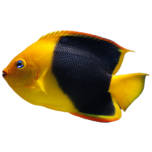 Rock Beauty Angelfish (Large 4-5 inches)