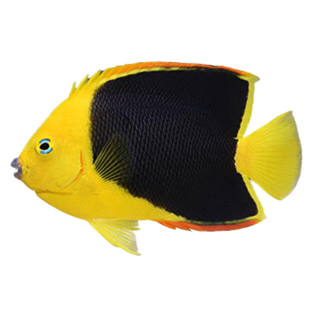 Medium Angelfish Rock Beauty Angelfish