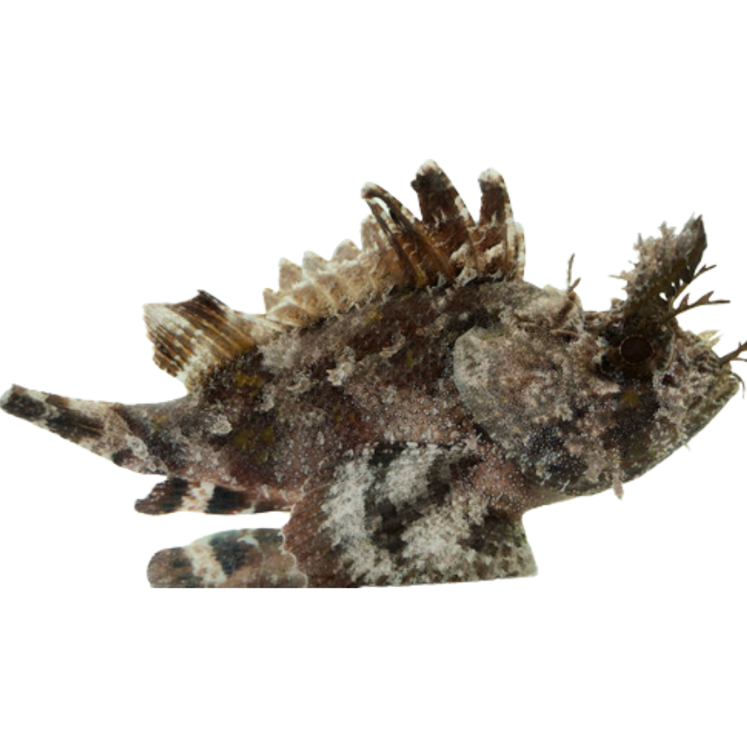 Scorpion Fish (small 1-3 inches)