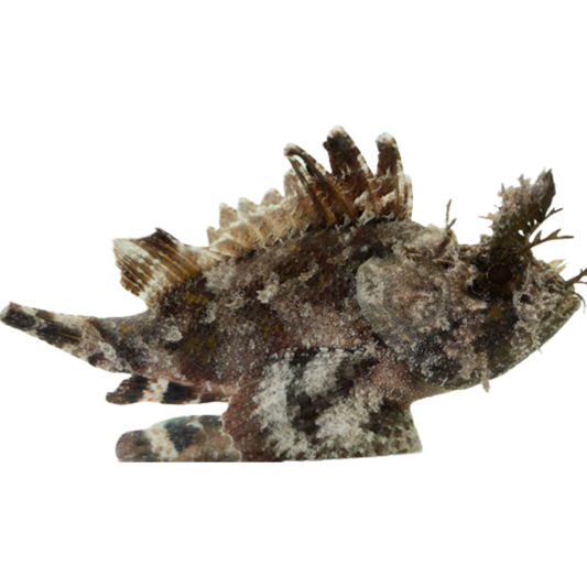 Scorpion Fish (medium 3-5 inches)