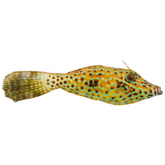 Please File Fish Filefish For Sale – Foxy Saltwater Tropicals