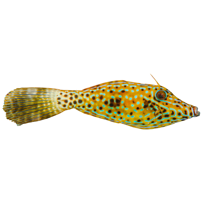 Scrawled Filefish – Foxy Saltwater Tropicals