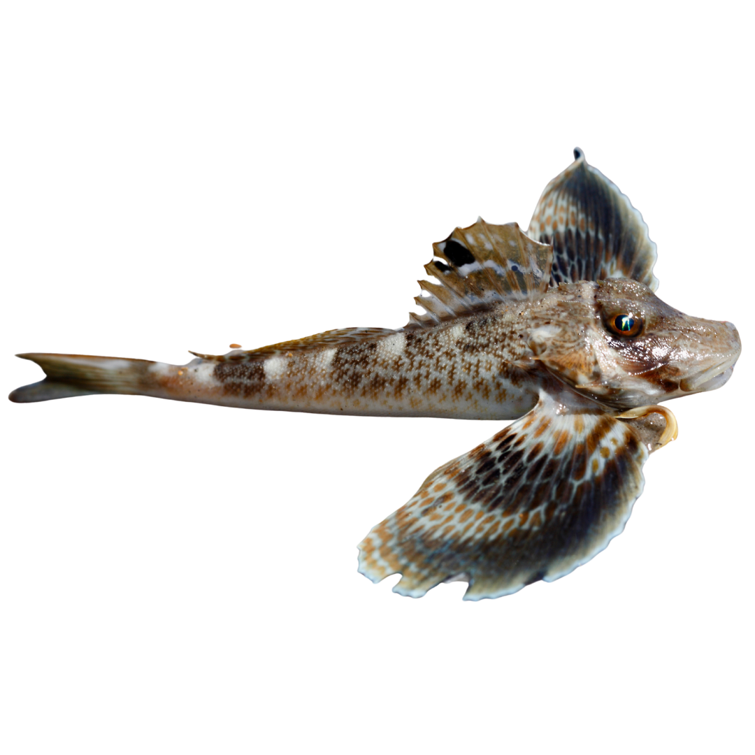 Rbin Fish Leopard Sea Robin (XL) – Foxy Saltwater Tropicals