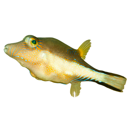 Buy Sharpnose Puffers