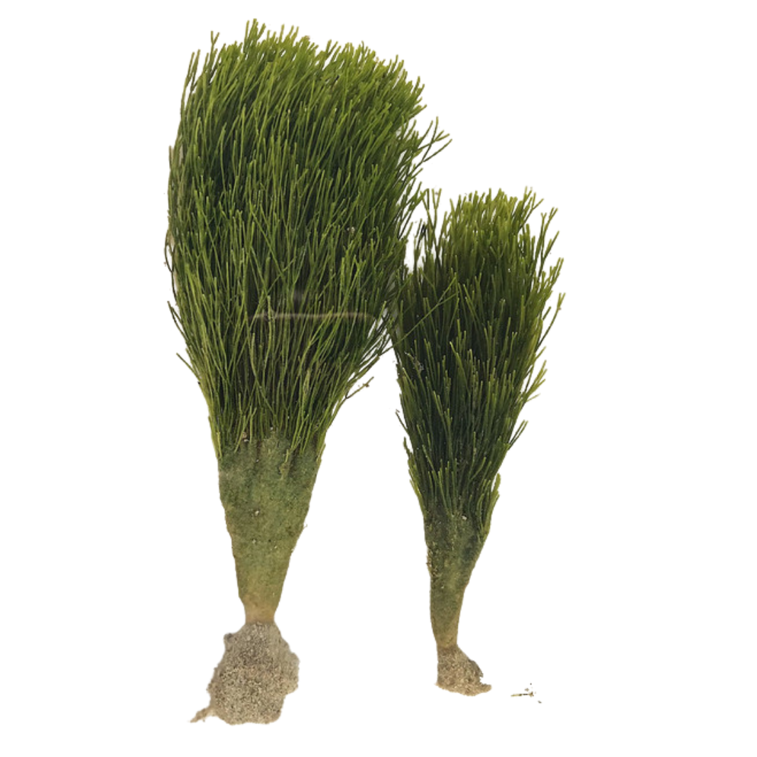 Saltwater Invertebrates For Sale – Foxy Saltwater Tropicals