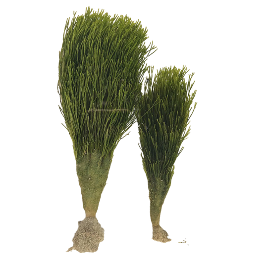 Shaving Brush Single Stem Plant