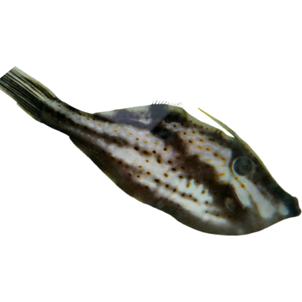 Slender Orange Spot File – Foxy Saltwater Tropicals