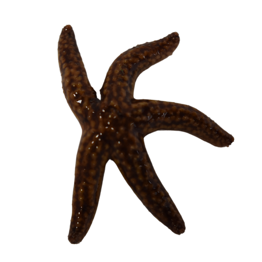 Common Starfish (small)