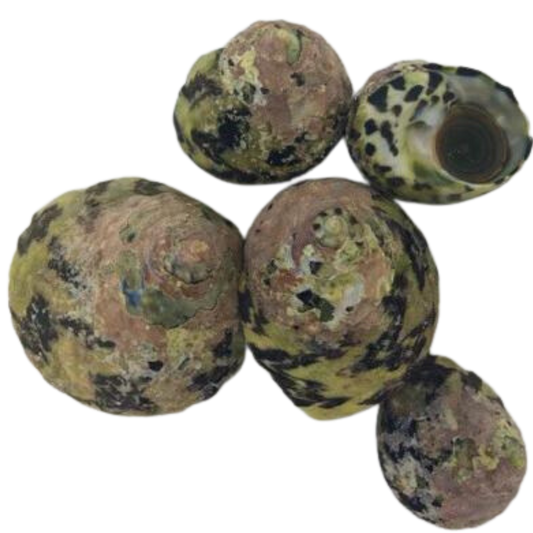 Chestnut Bumblebee Astrea Saltwater Snail For Sale Page 2 Chestnut Bumblebee Astrea Saltwater Snail For Sale Page 2