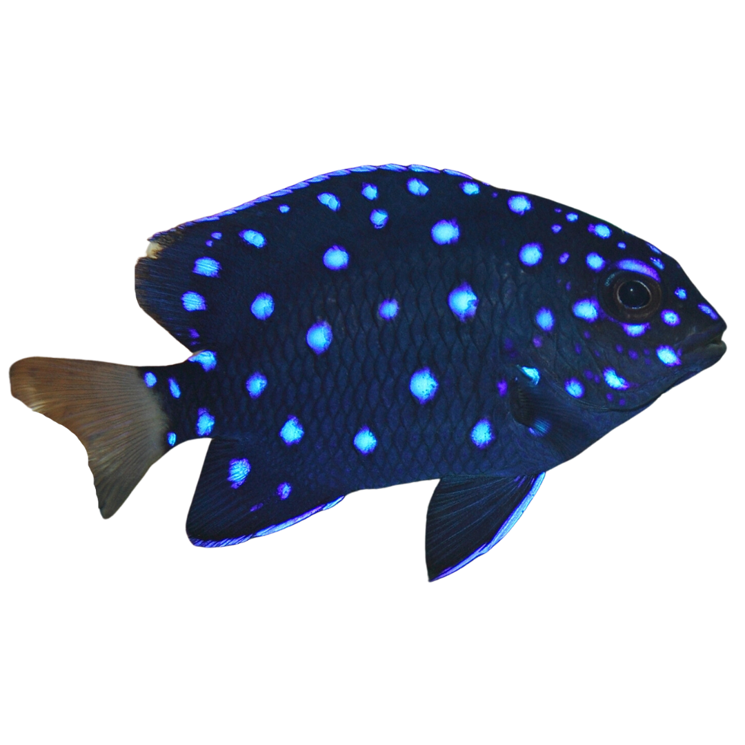 Shop Jewel Damsels