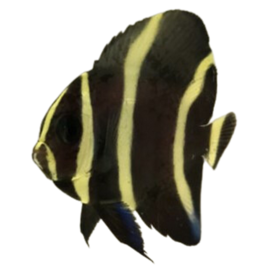 Black Angelfish (Small 2-3")