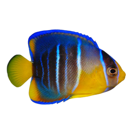 Buy Blue Angelfish