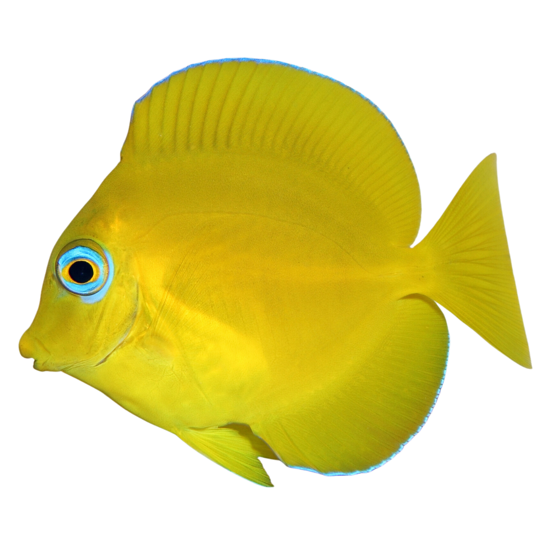 Atlantic Blue Tang (Small) juvenile 1-2.5 inch