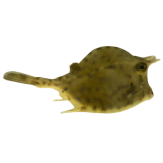 Honeycomb Cowfish Med (3-5 inches)