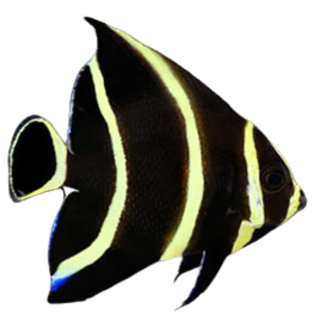 Medium Angelfish French Angelfish (Medium 3-5 inches) – Foxy Saltwater Tropicals