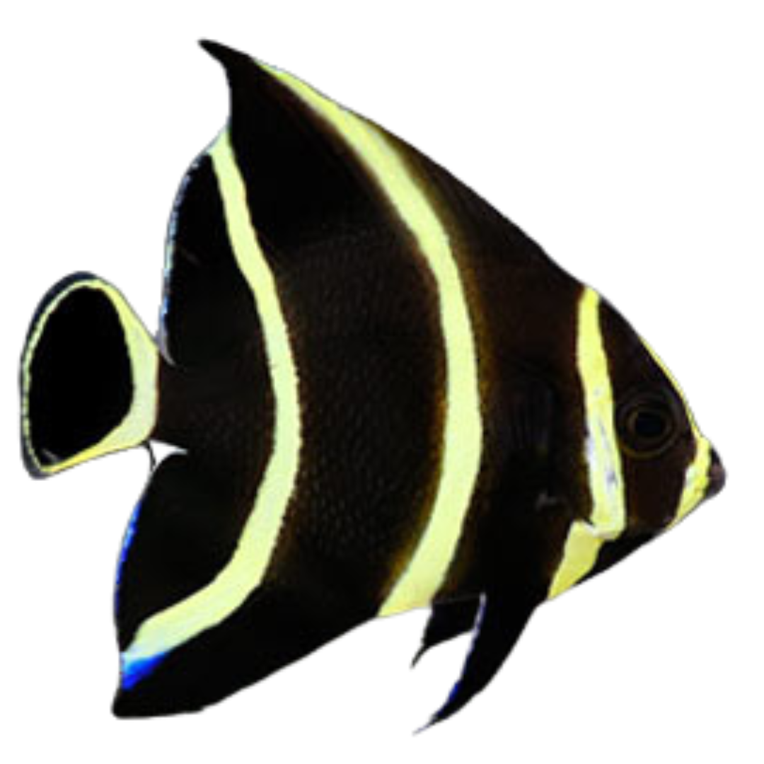 French Angelfish (Small 1.5  - 3 inches)