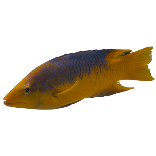 Spanish Hogfish (large 5-7 inches)