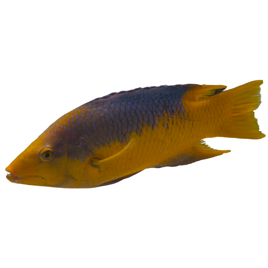 Spanish Hogfish For Sale Low Pricing Arrive Alive Guarantee Foxy