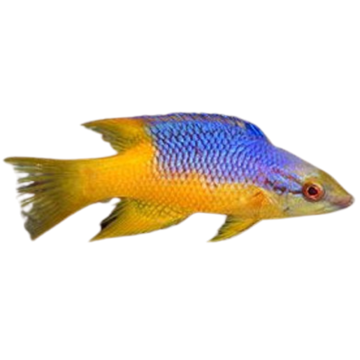 Spanish Hogfish For Sale Low Pricing Arrive Alive Guarantee Foxy