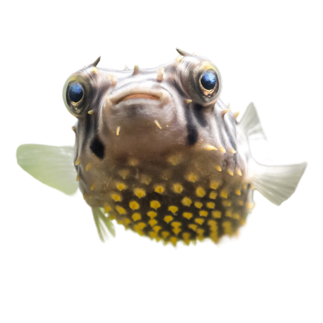 Spiny Box Puffers/ Striped Burrfish Med (3-5 inches) – Foxy Saltwater ...