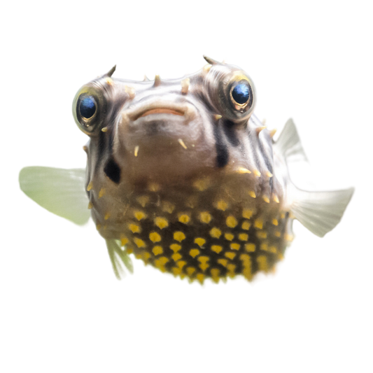 Spiny Box Puffers/ Striped Burrfish Med (3-5 inches)