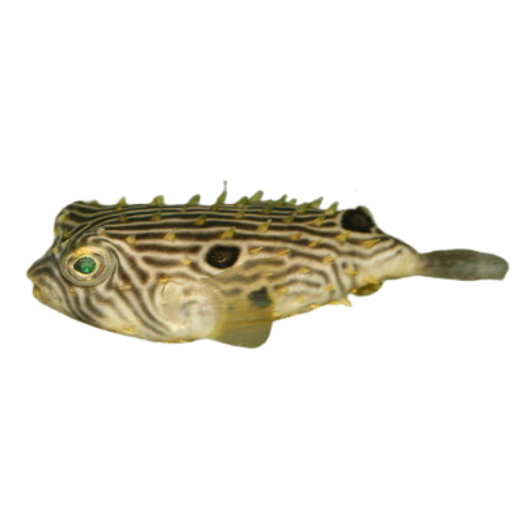 Spiny Box Puffers/ Striped Burrfish Med (3-5 inches)