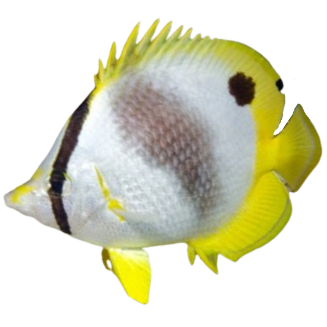 Spot Fin Butterflies (small 1-2 inches)
