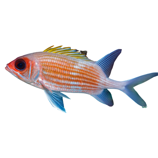 Buy Dusky Squirrelfish 