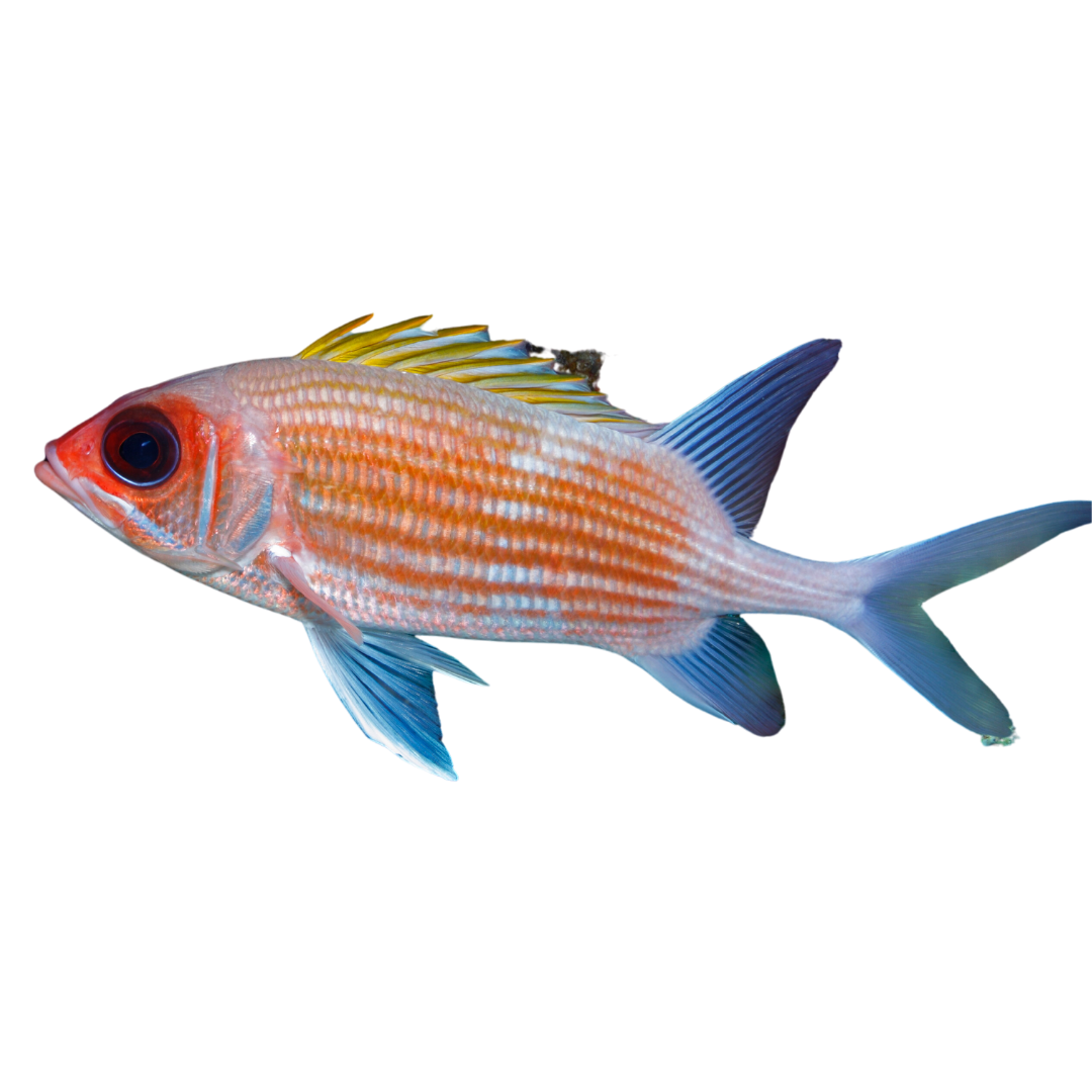 Dusky Squirrelfish (Medium 3-5")