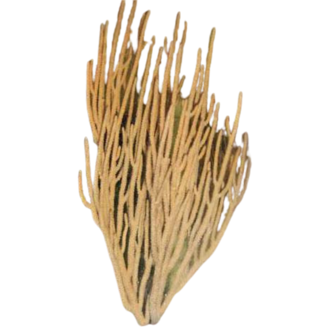 Tan Rod Gorgonian (under 10")