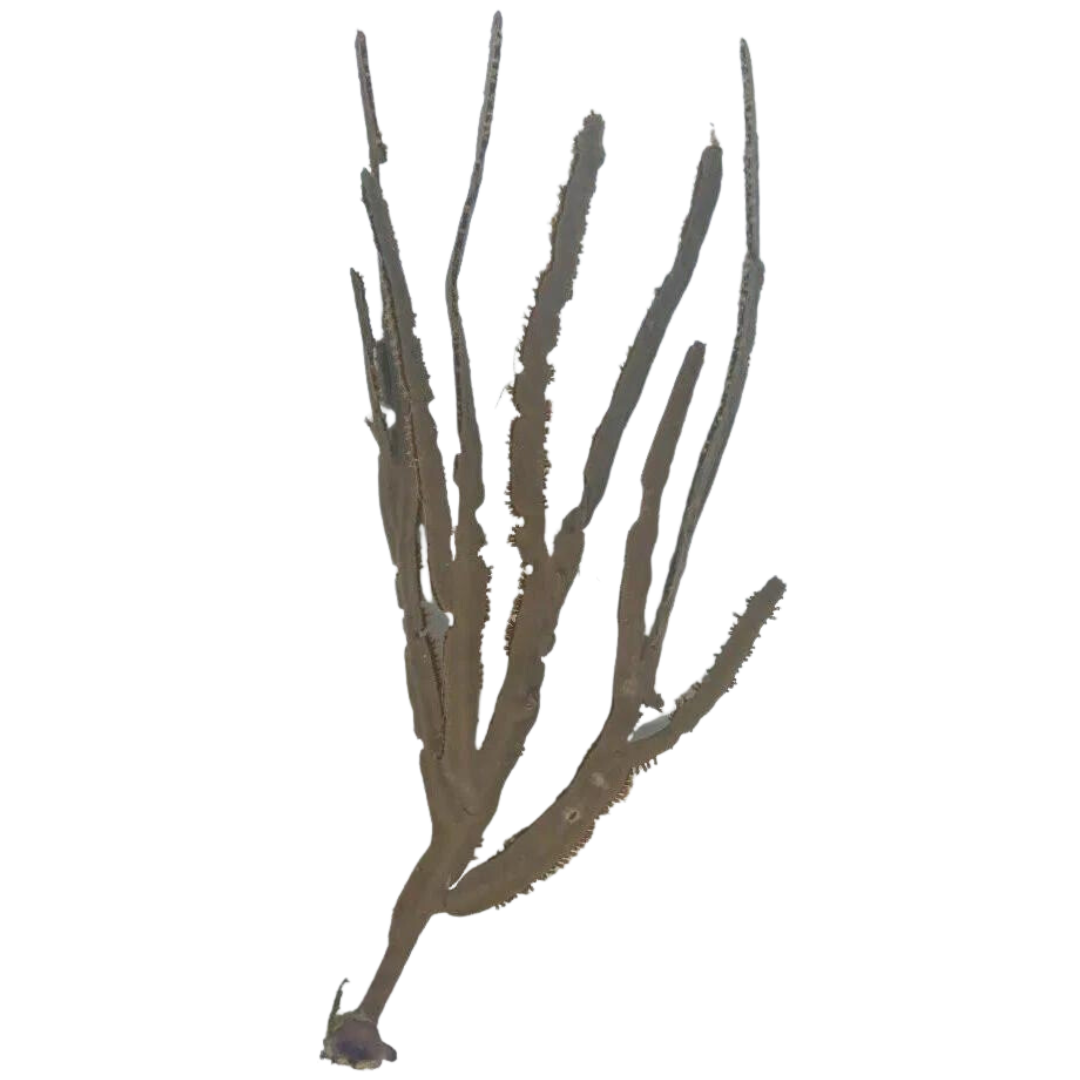 Tan Grooved-Blade Sea Whip Gorgonian (under 10")