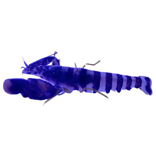 Green Banded Snapping Shrimp