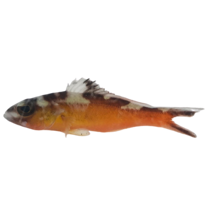 Basslet Fish For Sale – Foxy Saltwater Tropicals