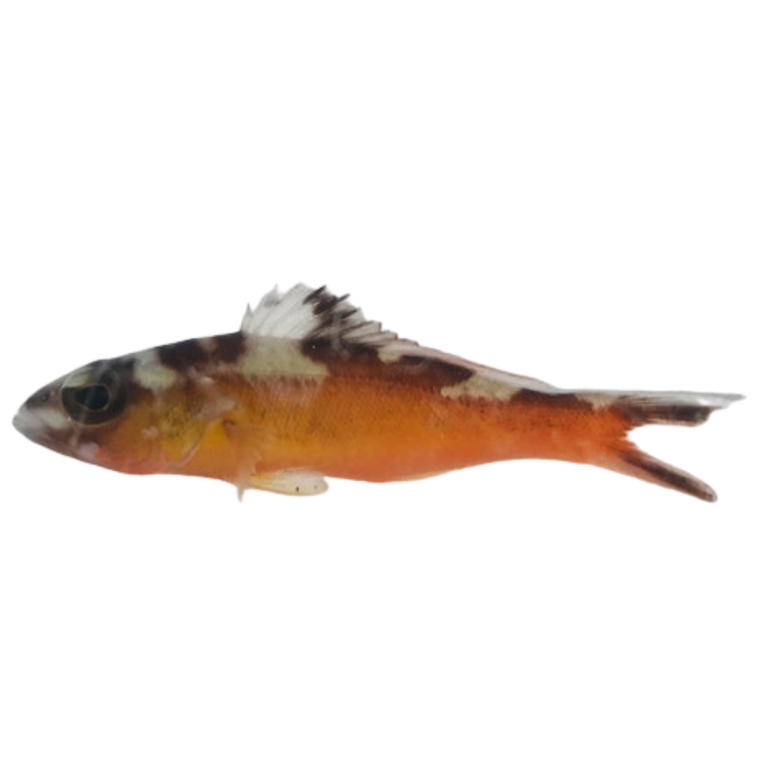 Tobacco Basslets (Small/Medium) Foxy Saltwater Tropicals