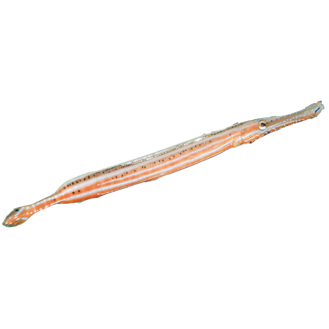 Trumpet Fish 4-8  inches