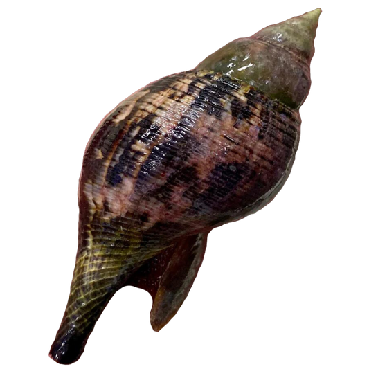Tulip Snails