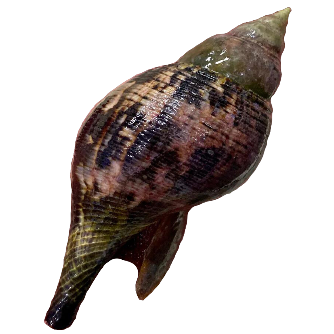 Buy Tulip Snails