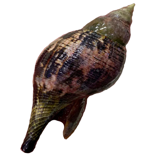 Buy Tulip Snails