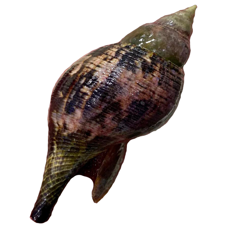 Saltwater Snails for Sale | Foxy Saltwater Tropicals